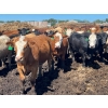 Image 7 : Lenny Brubacher - 1165# July Delivery Steers - 104 Head (Winnipegosis, MB)