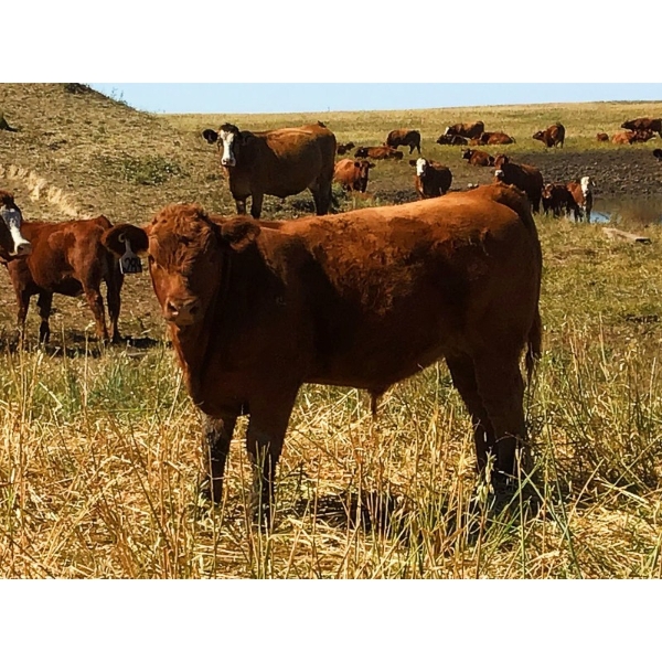 Mashon Ranches - 675# October Delivery Steer Calves - 90 Head (Homestead Coulee, AB)