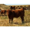 Mashon Ranches - 675# October Delivery Steer Calves - 90 Head (Homestead Coulee, AB)
