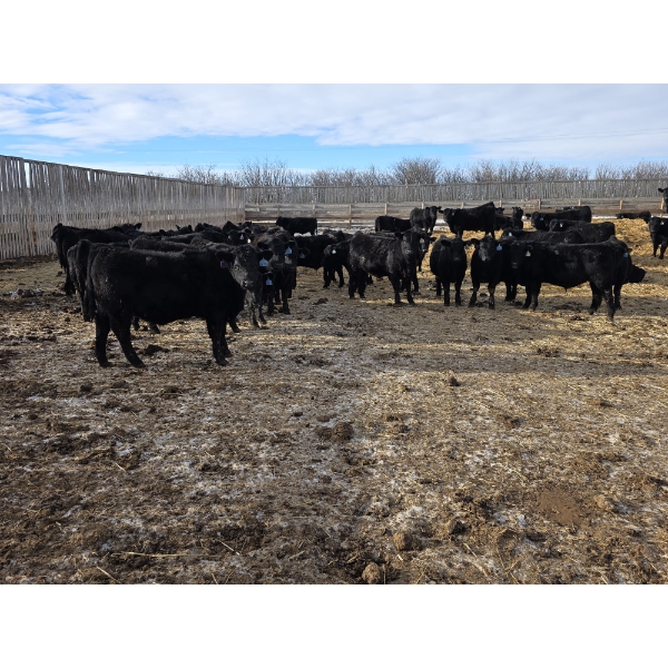 South Island Farms - 860# February Delivery Steers - 300 Head (Bow Island, AB)