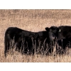Image 5 : Carlyle Cattle Company - 22 Black Angus X May/June Calving Bred Heifers (Blackfalds, AB)
