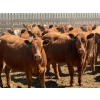 Image 4 : PSV Farms Ltd. - 880# May Delivery Heifers - 58 Head (Enchant, AB)