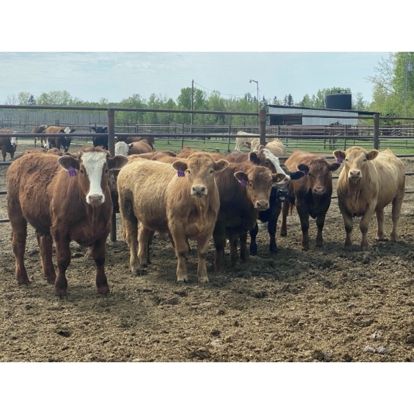 Zane Davis - 1100# August Delivery Grass Steers - 112 Head (Niton Junction, AB)