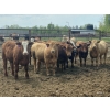 Image 1 : Zane Davis - 1100# August Delivery Grass Steers - 112 Head (Niton Junction, AB)
