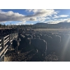 Image 4 : Nicola Ranch - 590# November Delivery Steer Calves - 315 Head (Merritt, BC) VBP+