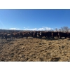 Image 6 : Elkwater Farming Co. - 975# March Delivery Steers - 130 Head (Irvine, AB)