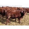Image 9 : A&A Farms - 30 Dark Red Replacement Heifers (Coaldale, AB)