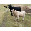 Image 5 : Circus Coulee Cattle (Robert & Jordy Hoff) - 525# November Heifer Calves - 95 Head (Dorothy, AB)