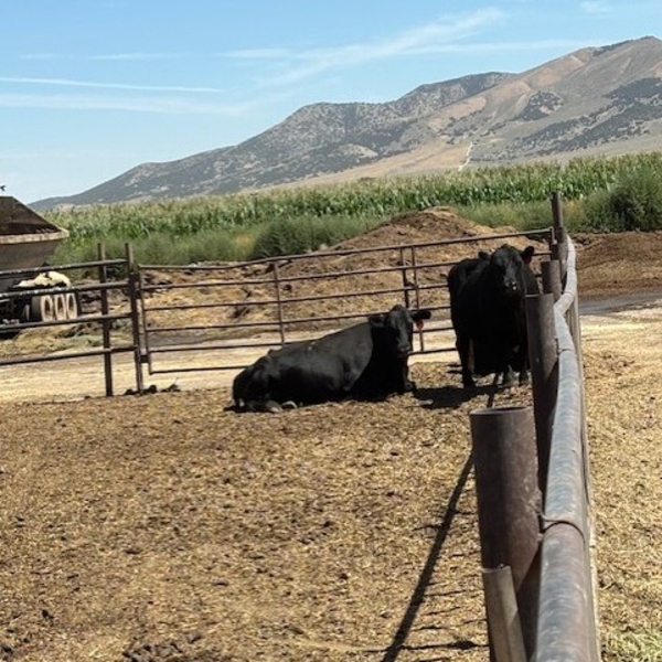 Idaho Dairies/Ranches - 18 Cows (Burley, ID)