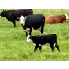 Image 6 : Pine Ranch Ltd. - 500# November Delivery Steer Calves - 95 Head (Morse, SK) VBP+