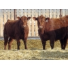 Image 5 : Fyke Ranch Ltd. - 775# March Delivery Steers - 150 Head (Leader, SK) VBP+