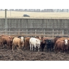 Image 4 : Lesher Lane Enterprises - 950# May Delivery Steers - 250 Head (Lacombe, AB)
