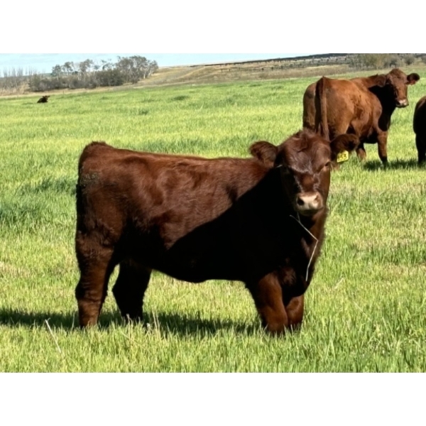 Praeker Farms - 610# October Delivery Heifer Calves - 80 Head (Strathmore, AB)