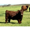 Image 1 : Praeker Farms - 610# October Delivery Heifer Calves - 80 Head (Strathmore, AB)
