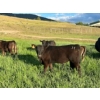 Image 3 : J. Manning & A. Bates - 550# October Delivery Steer Calves - 73 Head (Hat Creek, BC)