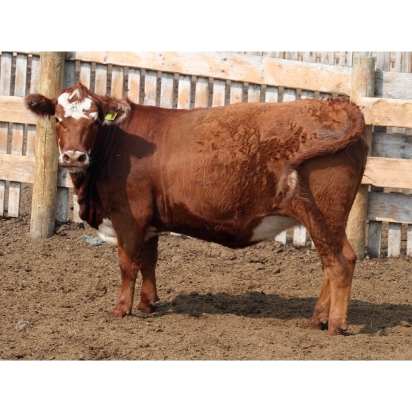 Peter Boone - 9 RBF Bred Heifers (Picture Butte, AB)