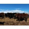 Image 5 : Chris Bartel - 1075# June Delivery Steers - 58 Head (Fort Vermilion, AB)