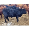Image 4 : Rusty Myskiw - 665# February Delivery Steers - 55 Head (Marquette, MB)