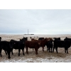Image 2 : Francis Dyck - 630# February Delivery Heifers - 73 Head (Swift Current, SK)