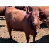 Image 6 : PSV Farms Ltd. - 880# May Delivery Heifers - 35 Head (Enchant, AB)
