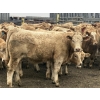 Image 2 : Hawk Ranching - 970# March Delivery Steers - 65 Head (Parkland, AB)