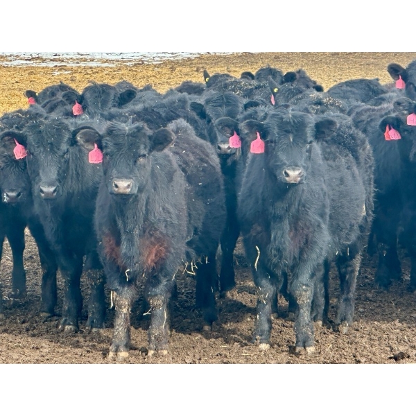 Sturgeon River Ranch - 680# March Delivery Heifers - 90 Head (Rockyford, AB)