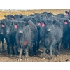 Image 1 : Sturgeon River Ranch - 680# March Delivery Heifers - 90 Head (Rockyford, AB)