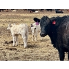 Image 12 : Blue Moon Cattle Co. - 30 1st Calf Black Angus X Pairs (Irricana, AB)