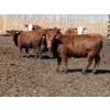 Image 1 : Barfus Farms - 25 Red Replacement Heifers (Cardston, AB)