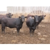 Image 6 : Little Rainbow Ranch - 925# September Yearling Heifers - 264 Head (Moosomin, SK)