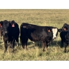 Image 5 : Jarokosky Farms - 830# September Delivery Grass Steers - 75 Head (Cayley, AB)