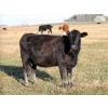 Image 3 : A&S Farms - 20 Black April/May 2nd Calf Cows (Picture Butte, AB)