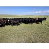 Image 3 : Twin Bridges Ranch - 800# August Delivery Grass Heifers - 160 Head (Maple Creek, SK)