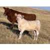Image 8 : Dan & Kathy MacDonald - 575# October Delivery Steer Calves - 110 Head (Buffalo, AB)