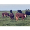 Image 4 : Bar 3 Ranches Ltd. - 1100# September Delivery Grass Steers - 40 Head (Erskine, AB)