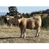Image 3 : Einar & Judy & Logan & Emily Nelson - 630# October Delivery Steer Calves - 100 Head (Maycroft, AB)