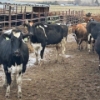 1  Idaho Dairies/Ranches  46 Mixed (Burley, ID)