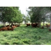 Image 9 : Henrickson Ranching - 580# Steer Calves - 70 Head (Patricia, AB)