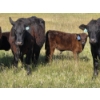Image 10 : Calvin Rydzik - 580# November Delivery Steer Calves - 105 Head (Glenavon, SK)