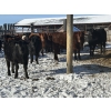 Image 6 : Reid Ranching Cremona - 650# March Delivery Heifers - 98 Head (Cremona, AB)