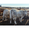 Image 6 : Greg Trewin - 1025# February Delivery Steers - 60 Head (Coulter, MB)