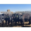 Image 2 : Westview Feeders - 1000# July Delivery Steers - 124 Head (Monarch, AB)