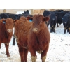 Image 12 : Justin & Kryston Tateson - 900# March Delivery Weaned Steers - 200 Head (Scandia, AB)