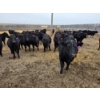 Image 11 : Jim & Ryan Geldreich - 900# March/April Delivery Steers - 68 Head (Bow Island, AB)