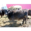 Image 5 : Leib Farm & Ranch Ltd. - 30 Black Angus/Black Angus X Pairs (Southey, SK)