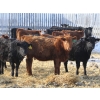 Image 2 : Right Cross Ranch - 550# February Delivery Heifers - 85 Head (Kisbey, SK)