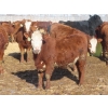 Image 8 : Hebert Livestock Ventures - 725# March Delivery Heifers - 128 Head (Wawota, SK) VBP+