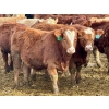 Image 13 : Stahlville Colony - 960# January Delivery Steers - 188 Head (Rockyford, AB)
