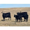 Image 15 : TNT Cattle Co. Ltd. - 500# October Delivery Steer Calves - 95 Head (Manyberries, AB)