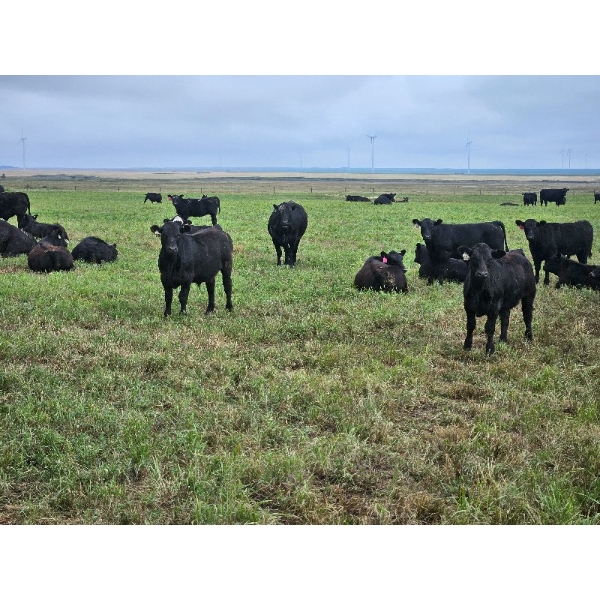 Silver Spring Farming - 750# November Delivery Weaned Steers - 150 Head (Castor, AB)